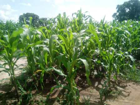 parcelle de maïs 08/2019